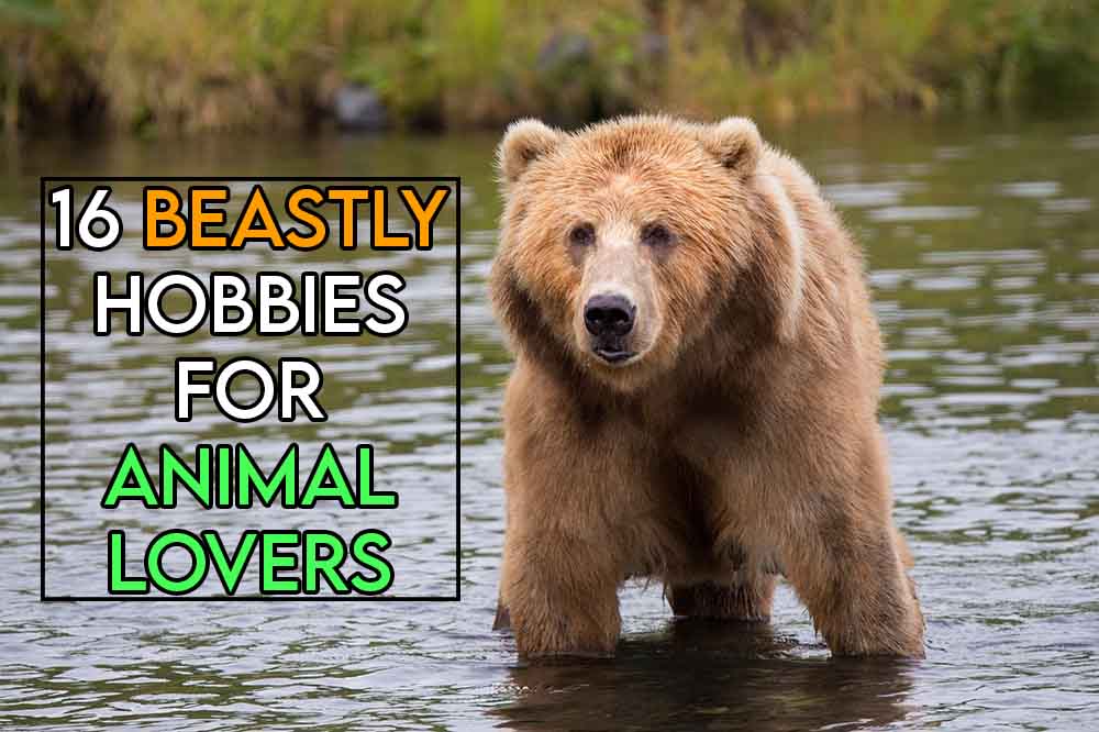 this image features the relevant article title and an evocative image of a bear in the wild