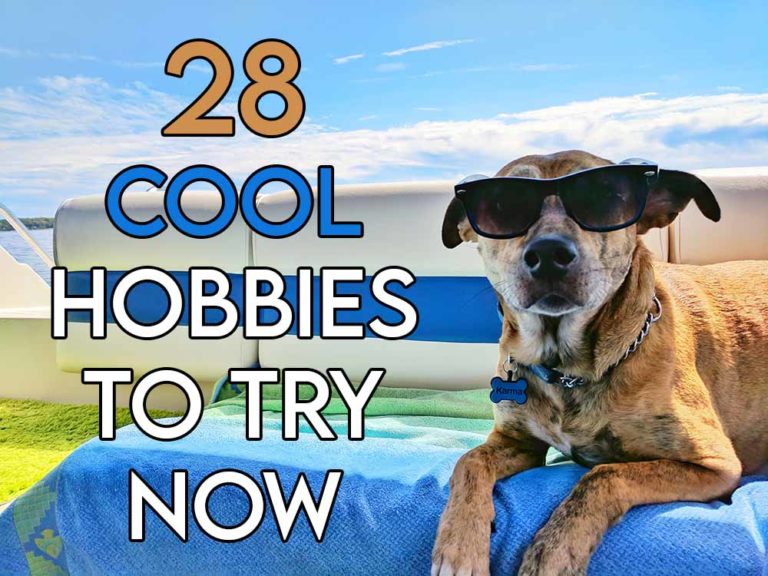 this image features the relevant article title about some cool hobbies to try and also features an evocative image of a dog wearing shades looking cool