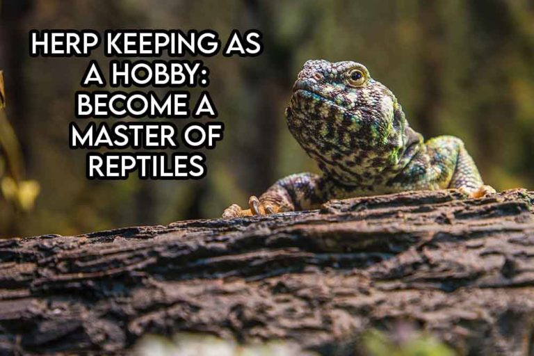 this image features the relevant article title discussing herp/reptile keeping as a hobby and also shows an evocative image of a reptile on a log.