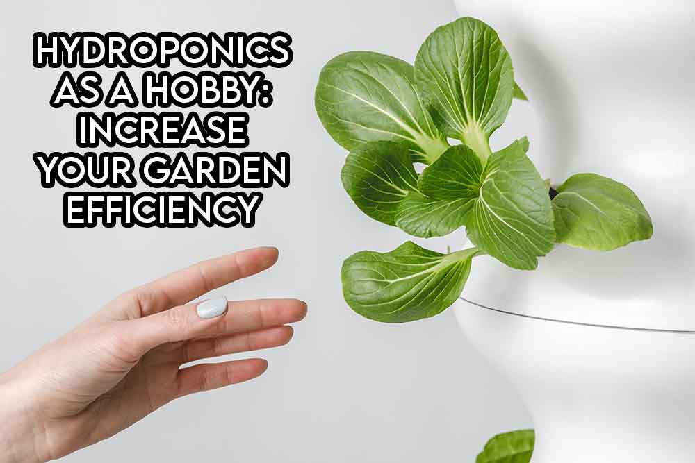 this image features the relevant article title discussing hydroponics as a hobby and also shows an evocative image of a hydroponics grown plant