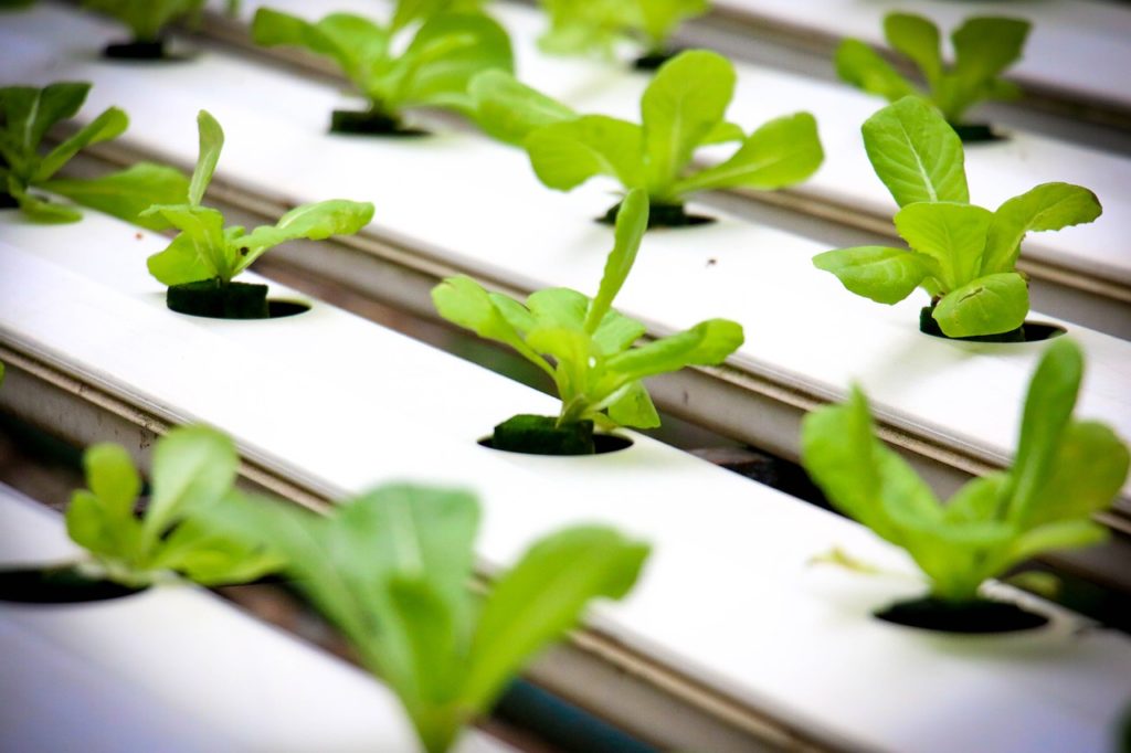 hydroponics agriculture