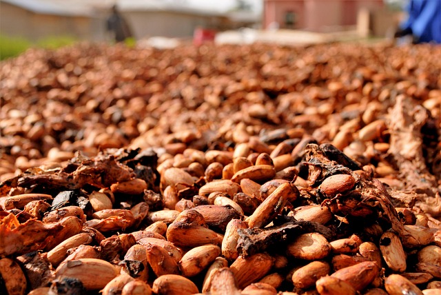 cacao beans drying